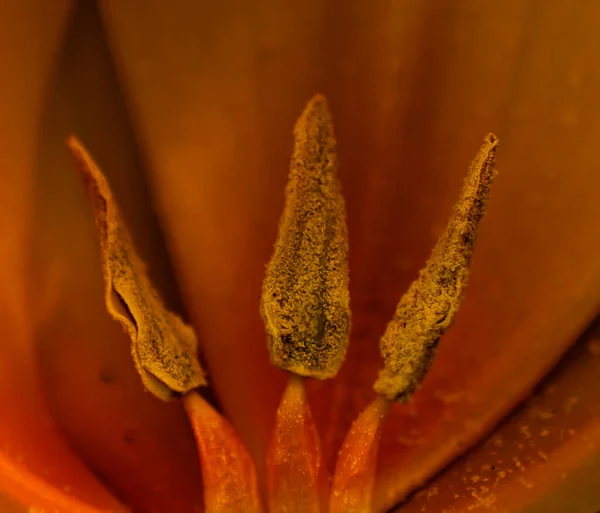 Närbild Gul Blomma — Stockfoto