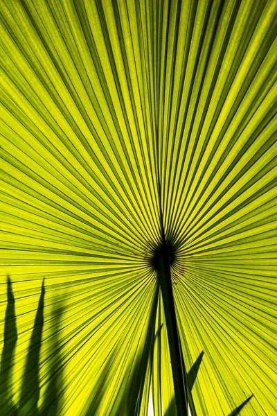 태양을 배경으로 야자나무 — 스톡 사진