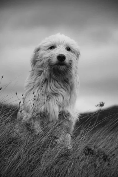 Hund Bergen — Stockfoto