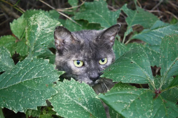 庭の黒猫 — ストック写真