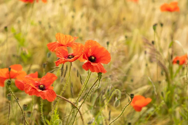 Lindas Flores Papoula Vermelha Campo — Fotografia de Stock