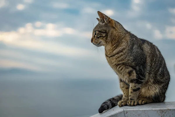 Krásný Nadýchaný Kočka Vesnici — Stock fotografie