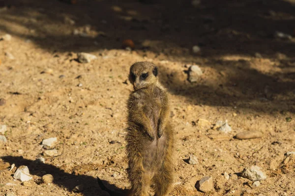 Meerkat Στην Άμμο — Φωτογραφία Αρχείου