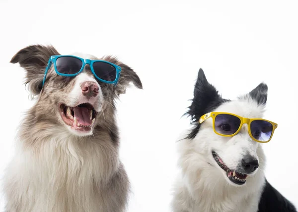 Dog Sunglasses White Background — Stock Photo, Image
