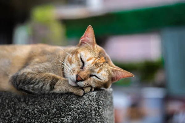 Sokaktaki Kedi — Stok fotoğraf