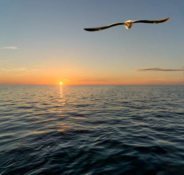 Mouette Volant Dans Mer — Photo