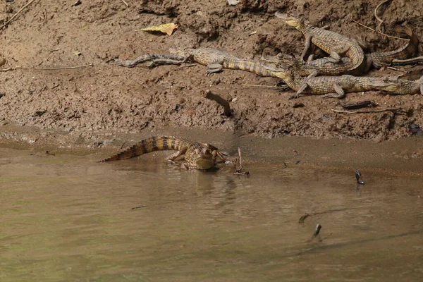 Крокодилы Воде — стоковое фото