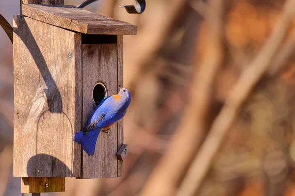 木製の柵に鳥の餌をやる — ストック写真