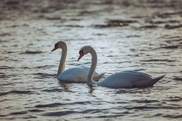 Hermosos Cisnes Blancos Lago — Foto de Stock