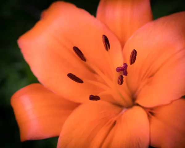 Hermoso Plano Botánico Fondo Pantalla Natural — Foto de Stock