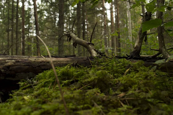 Gros Plan Une Forêt Dans Une Mousse Verte — Photo