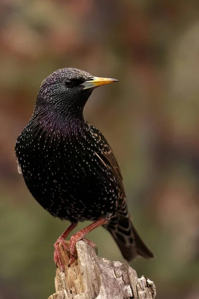 Close Van Een Vogel — Stockfoto