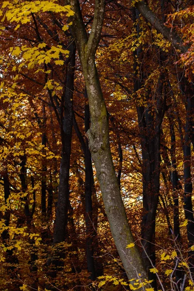 Outono Floresta Flora Natureza — Fotografia de Stock