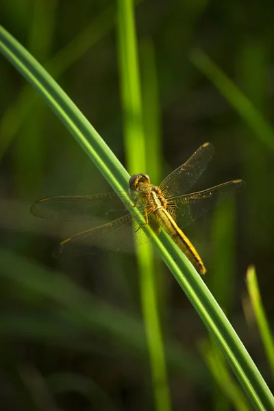 Libellula Sfondo Verde — Foto Stock