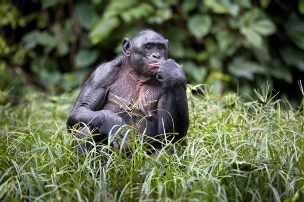 Gorila Negro Sentado Suelo — Foto de Stock