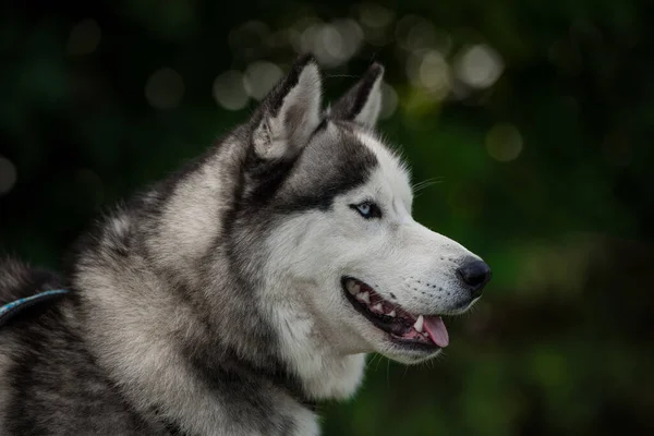 Portrét Krásné Sibiřský Husky Pes — Stock fotografie