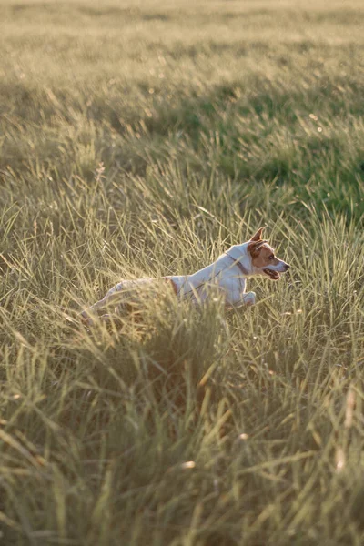 Dog Field — Stock Photo, Image