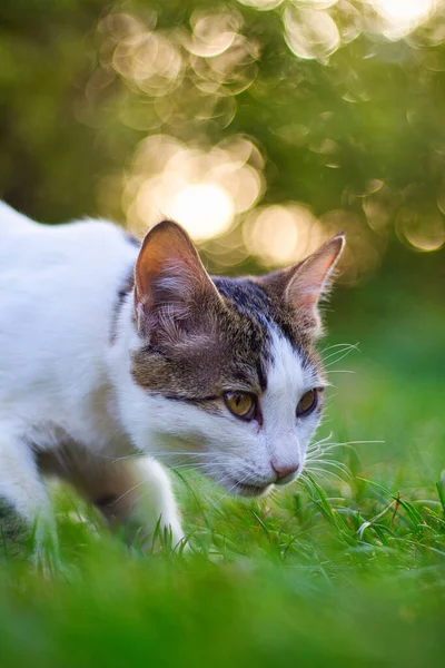 Chat Dans Jardin — Photo