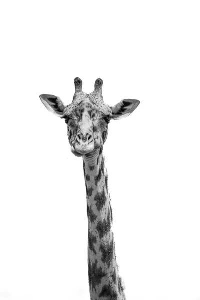 Głowy Żyrafa Białym Tle — Zdjęcie stockowe