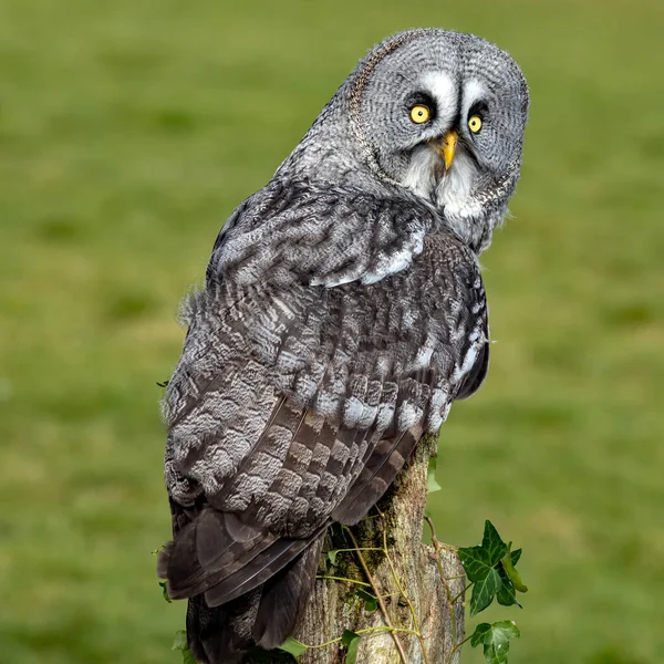 フクロウの接近 — ストック写真