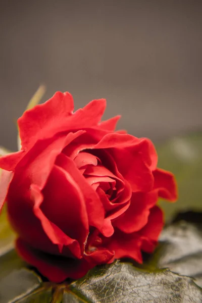 Belle Rose Rose Dans Jardin Vue Rapprochée — Photo