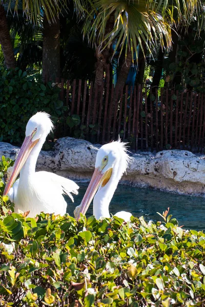 Білий Пелікан Зоопарку — стокове фото