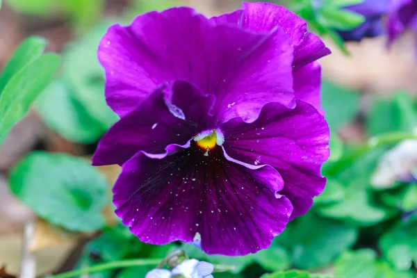 Beautiful Purple Flowers Garden — Stock Photo, Image