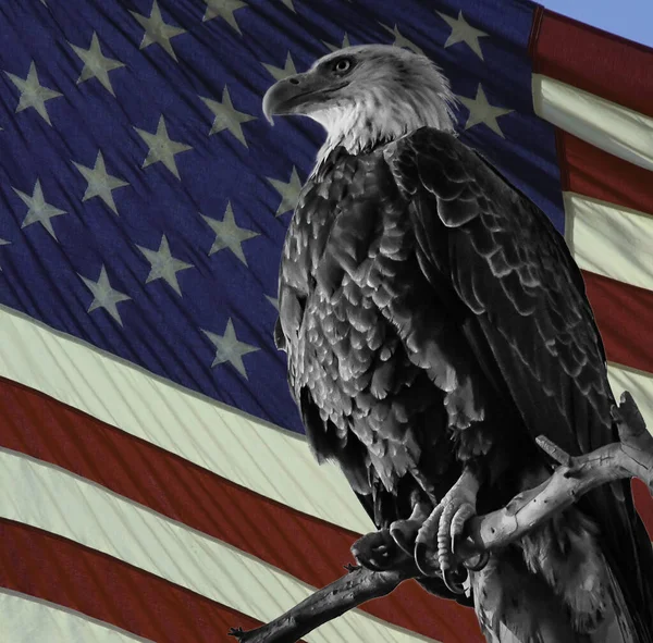 Bandeira Americana Estados Unidos América — Fotografia de Stock