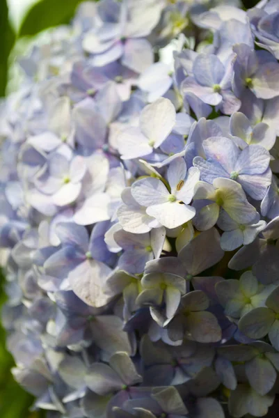 Hermosas Flores Hortensias Jardín —  Fotos de Stock