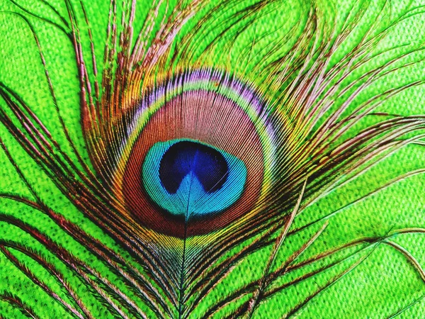 孔雀羽毛的绿色背景 — 图库照片