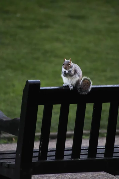 Mignon Petit Chaton Dans Rue — Photo