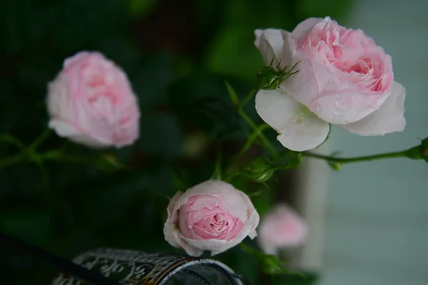 Schöne Blumen Garten — Stockfoto