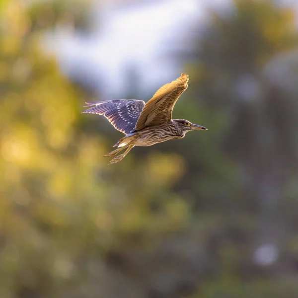 Красивий Знімок Птаха Природному Середовищі Проживання — стокове фото