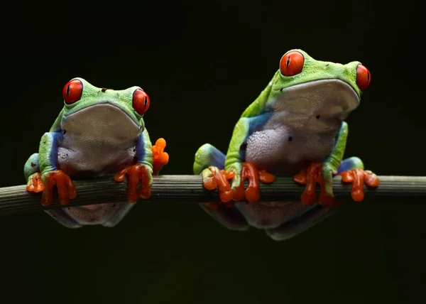 Rãs Bonitos Ramo — Fotografia de Stock