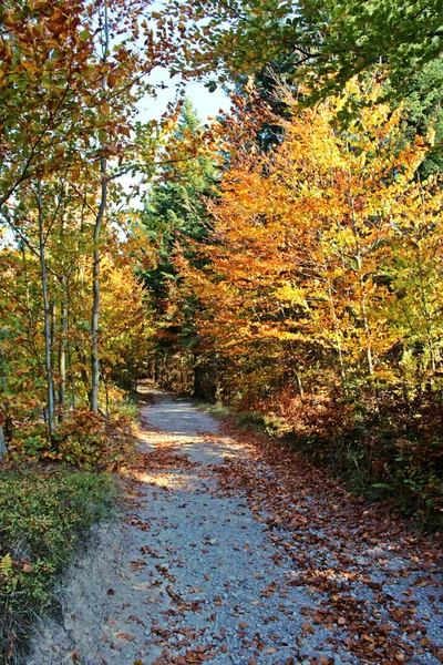 Herfst Bos Herfst — Stockfoto