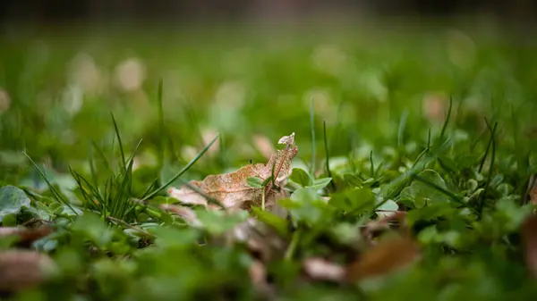 Крупним Планом Знімок Жаби Сидить Зеленій Траві — стокове фото