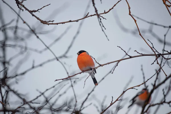 Robin Roșu Stă Ramură Într Pădure Iarnă — Fotografie, imagine de stoc