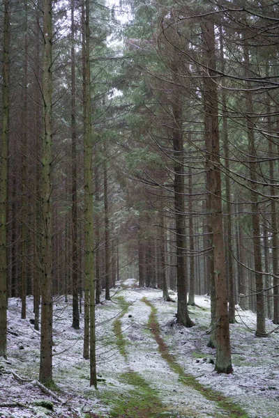Beautiful Forest Winter — Stock Photo, Image