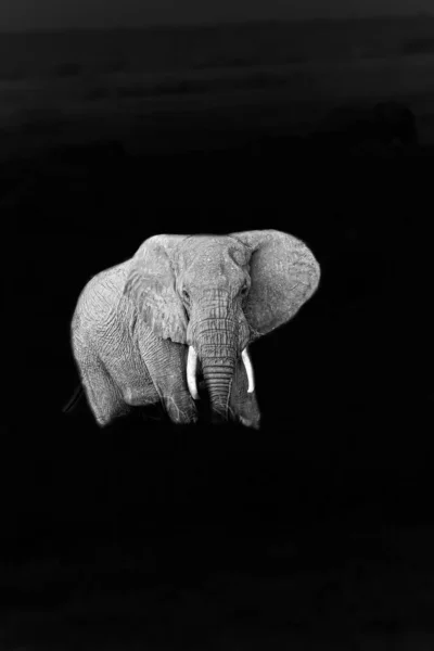 Primer Plano Elefante Blanco Zoológico — Foto de Stock