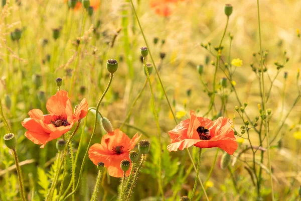 野原の美しい赤いケシの花 — ストック写真