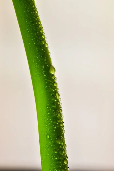 Feuille Verte Avec Des Gouttes Eau Sur Fond Blanc — Photo