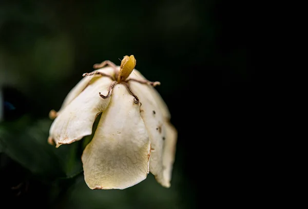 아름다운 식물학적 — 스톡 사진