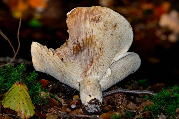 Pilz Wald Aus Nächster Nähe — Stockfoto