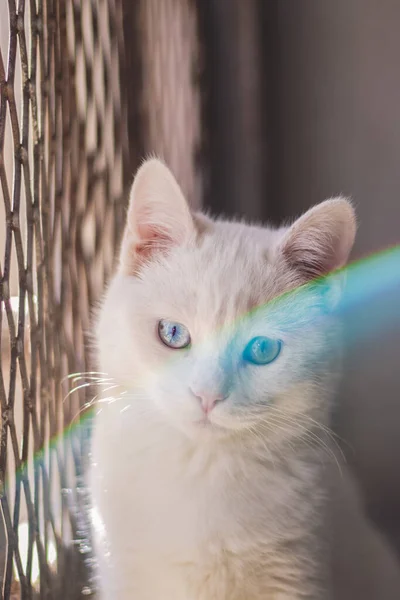 Porträt Einer Süßen Katze — Stockfoto