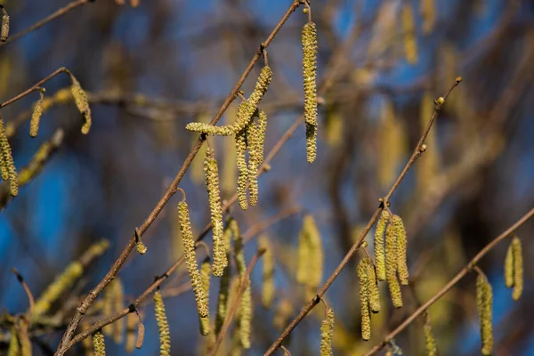 春の柳の枝 — ストック写真