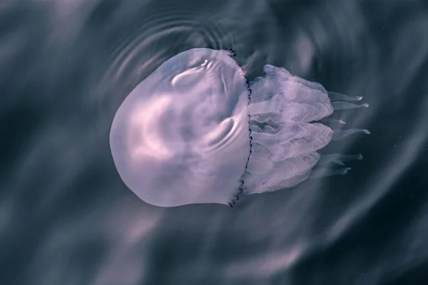 Medusas Mar —  Fotos de Stock