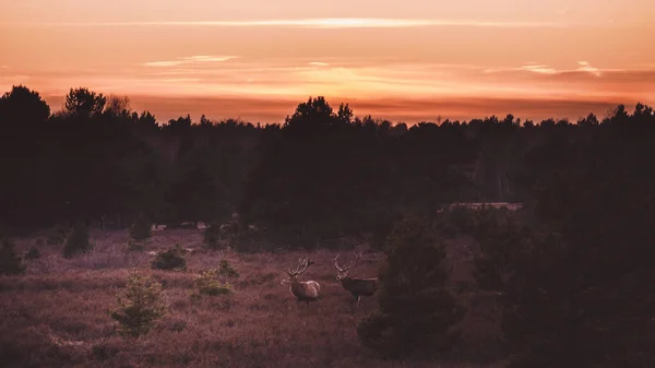 Schöner Sonnenuntergang Wald — Stockfoto