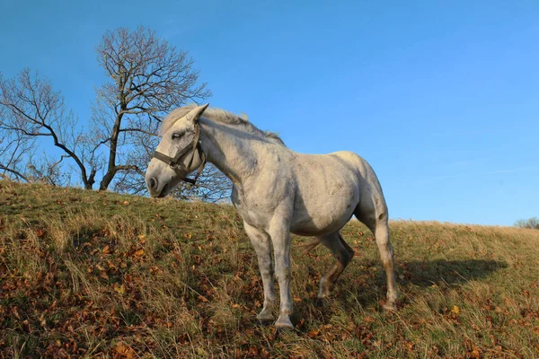 Piękny Widok Krajobraz Górski Koń — Zdjęcie stockowe