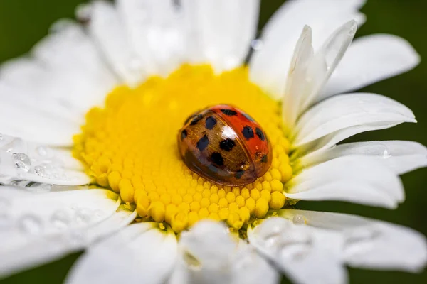 Mariquita Una Flor — Foto de Stock