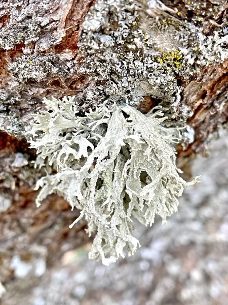 Árbol Cubierto Nieve Congelada Bosque —  Fotos de Stock